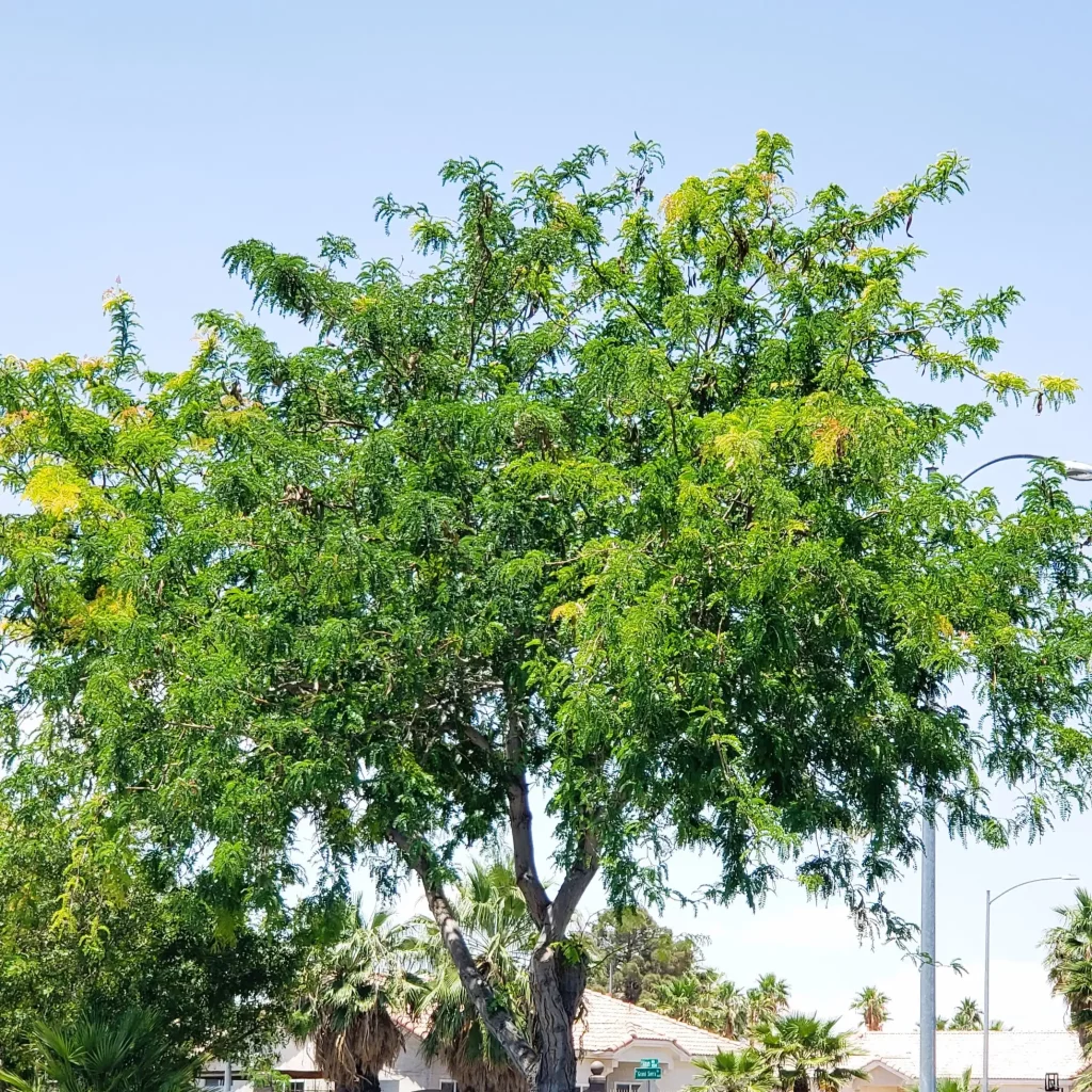 Golden Honeylocust Desert Shade Nursery