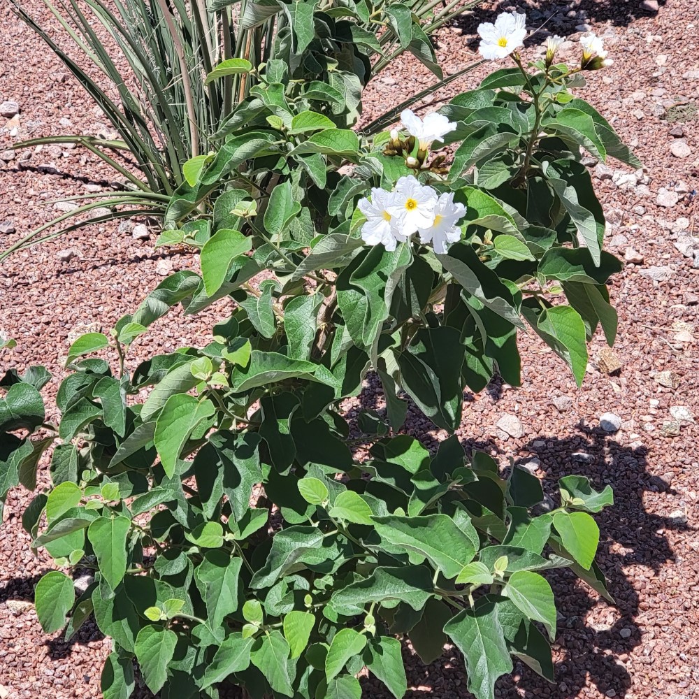 texas-olive-tree-desert-shade-nursery