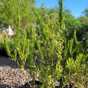 Desert Willow Diva