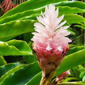 Hawaiian & Tropical Plants