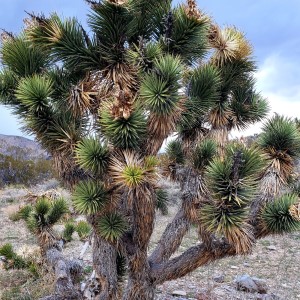 Mojave Natives