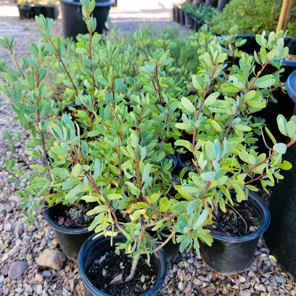 Outback Senna Desert Shade Nursery
