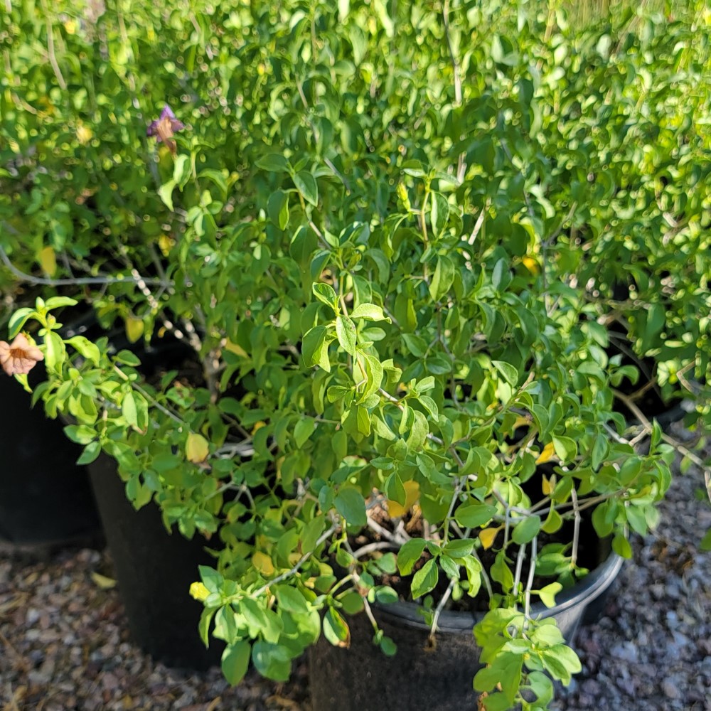 Baja Ruellia Desert Shade Nursery