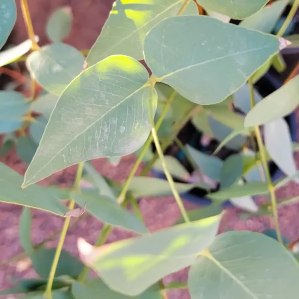 White Ironbark Eucalyptus leaf