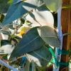 Eucalyptus Woodwardii