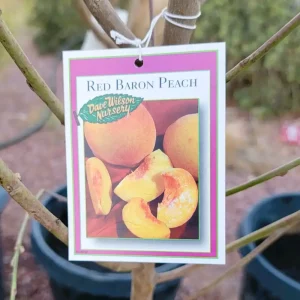 Red Baron Peach