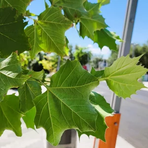 Mexican Sycamore leaf