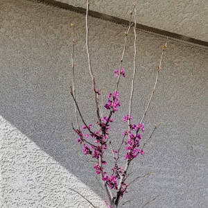 Texas Redbud
