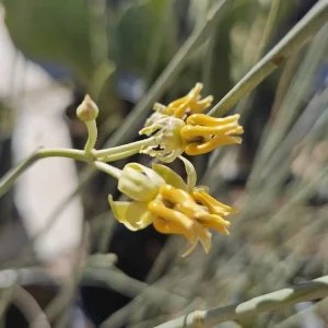 Skeleton Milkweed